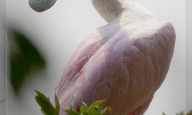 Roseate Spoonbill