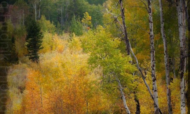 Finding Fall