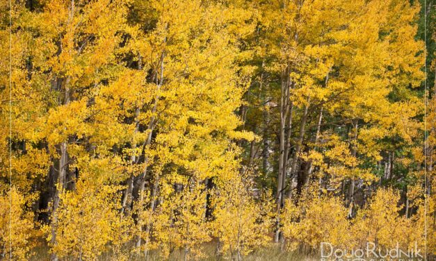Pockets of Gold