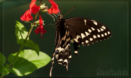 Palamedes Butterfly