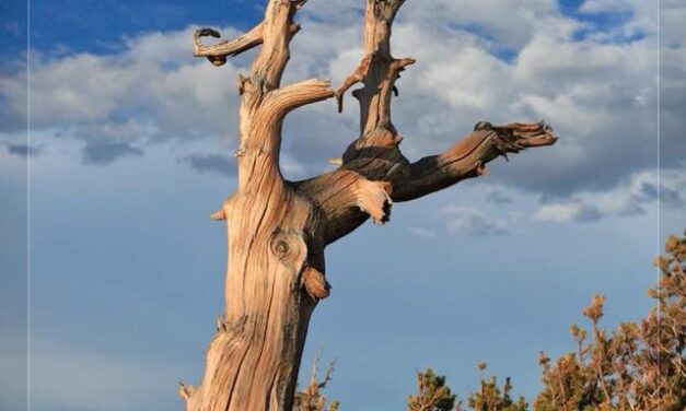 Weathered