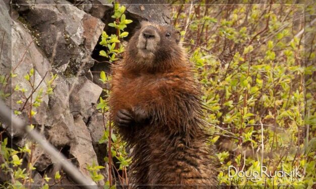 Marmot en stole