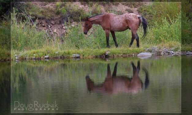 Polish the Mirror