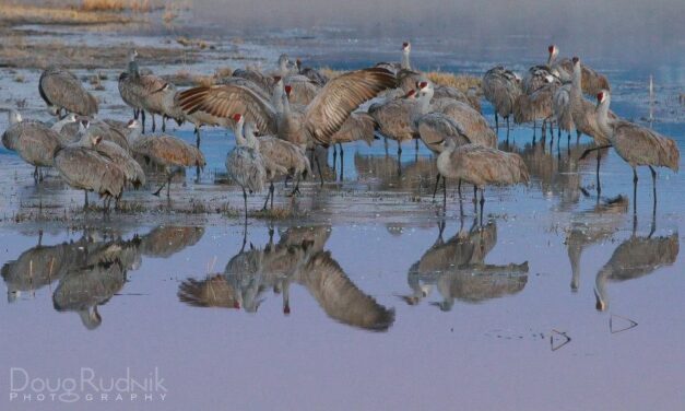 Crane Week, Day 1