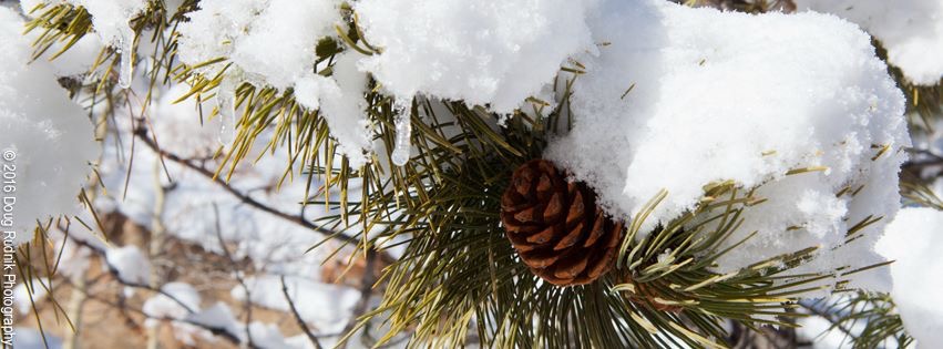 Pine Snow