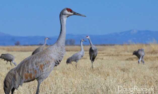 Crane Week, Day 4
