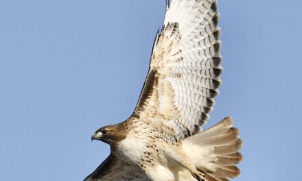 Red-Tailed Hawk Study