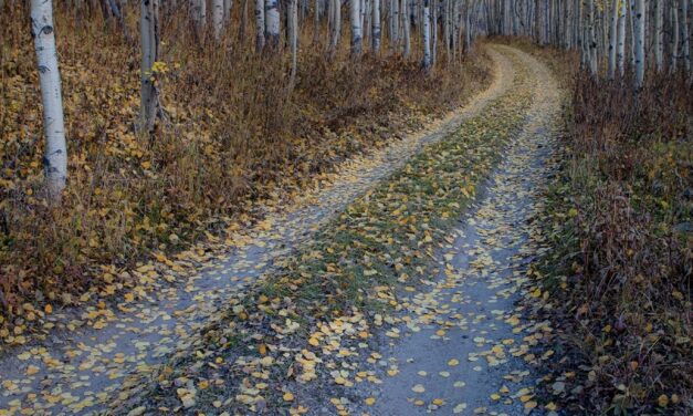 Let’s Walk