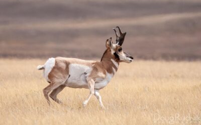 Pronghorn in Profile