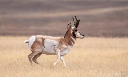 Pronghorn in Profile