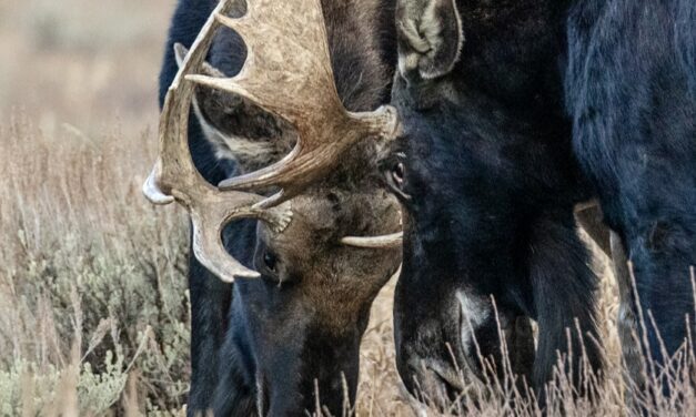 Moose Wrestling